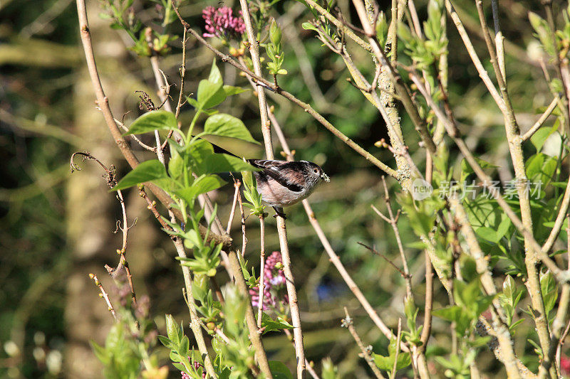 Aegithalos caudatus